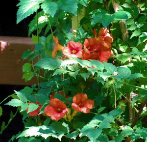 Greenbelt Trumpet Vine