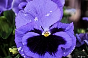 28Apr2013_1a_Wild-West-Bakery_Blue-Pansy
