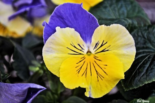 Pansy's greet you at the front door. They are beautiful.