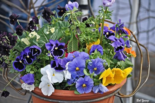 Potted flowers. Here are some Pansy's.