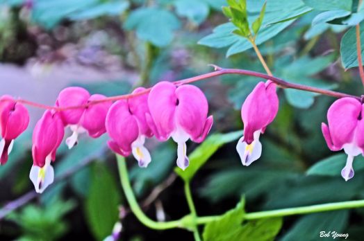 Bleeding Hearts