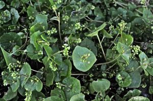 15May2013_1a_The-Buzz_NW-Wine-Dinner_Miners-Lettuce
