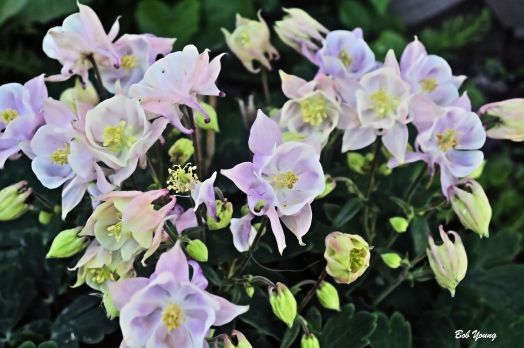 Columbine