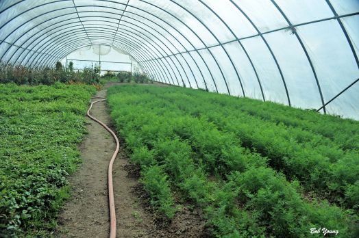 I think these are carrots.