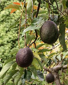 Avocado-Tree