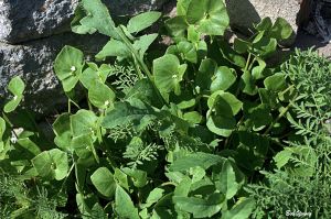 16April2014_1_Captains-Shack_Miners-Lettuce-In-Alley