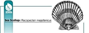 SeaScallop_Graphic