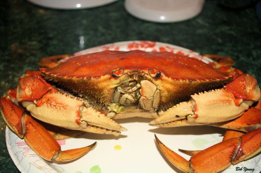Dungeness Crab ready to be cleaned.