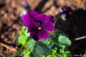 20Mar2015_1c_Garden-Spring-Flowers_Purple-Viola