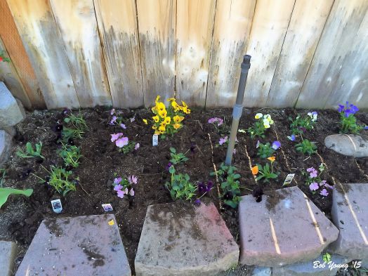 Violas  that were just planted. Edible and pretty.