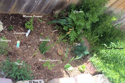 One of our herb gardens. All four are about this size. The front space between the sidewalk and the street is chock full of herbs.