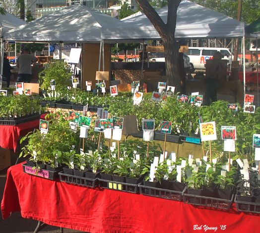 Maybe some live plants? If not, fresh tomatoes should be available in season.