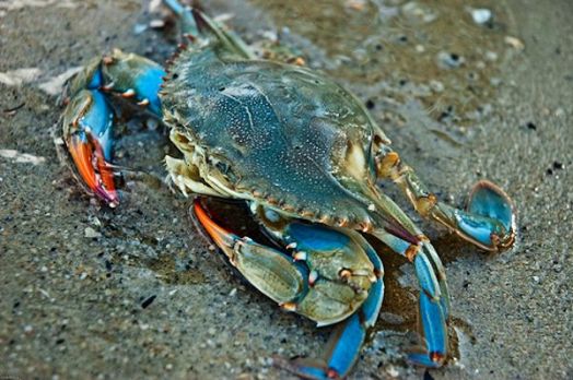 This is an East coast Blue Crab.