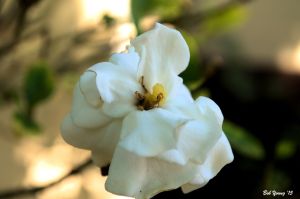 14July2015_2_Captains-Shack_Gardinea_01 -1