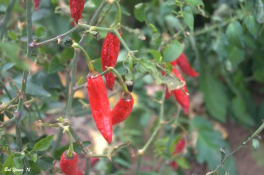 There is a variety of herbs from the garden for the kitchen.