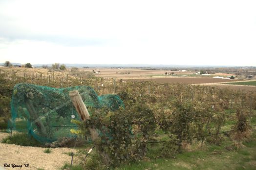 View from the patio at the tasting room.