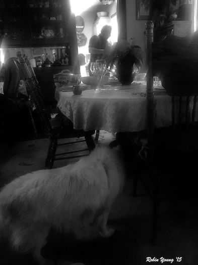 Buddy watches and waits for any tidbits that may end up on the floor. He was patient!!