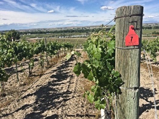 The East Block of Merlot overlooking the Hop Fields Below