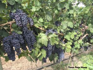 21sept2016_1_parma-ridge_grapes-on-vine