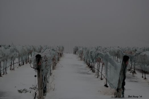 "Foggy Vineyard"